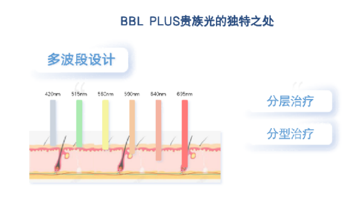 BBL PLUS贵族光